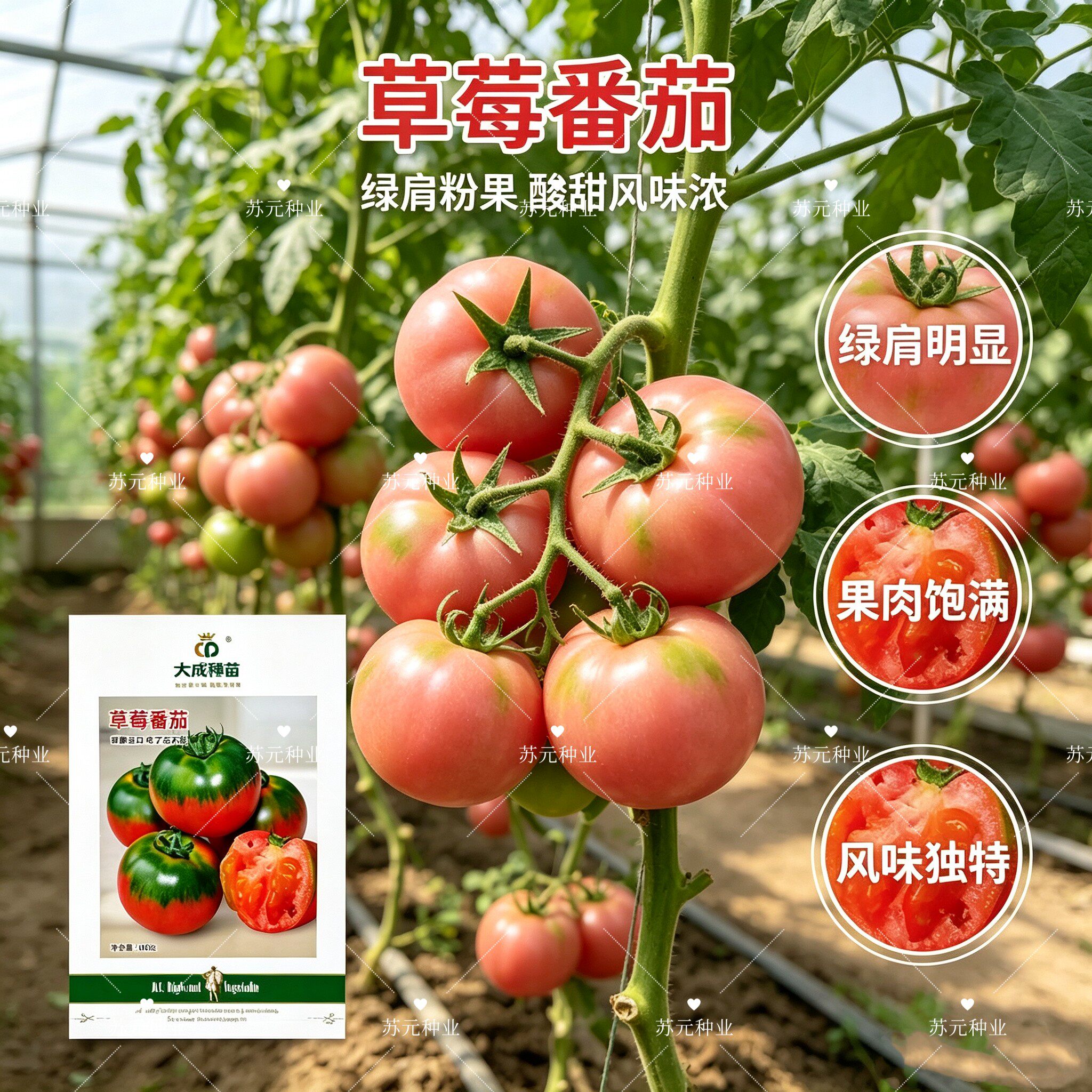 大成种苗草莓番茄种子大果铁皮柿子番茄种子甜脆沙瓤西红柿种籽