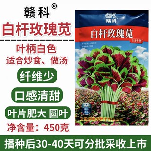 白杆玫瑰苋苋菜种子早中熟叶片肥大圆叶白杆型苋菜纤维少口感清甜