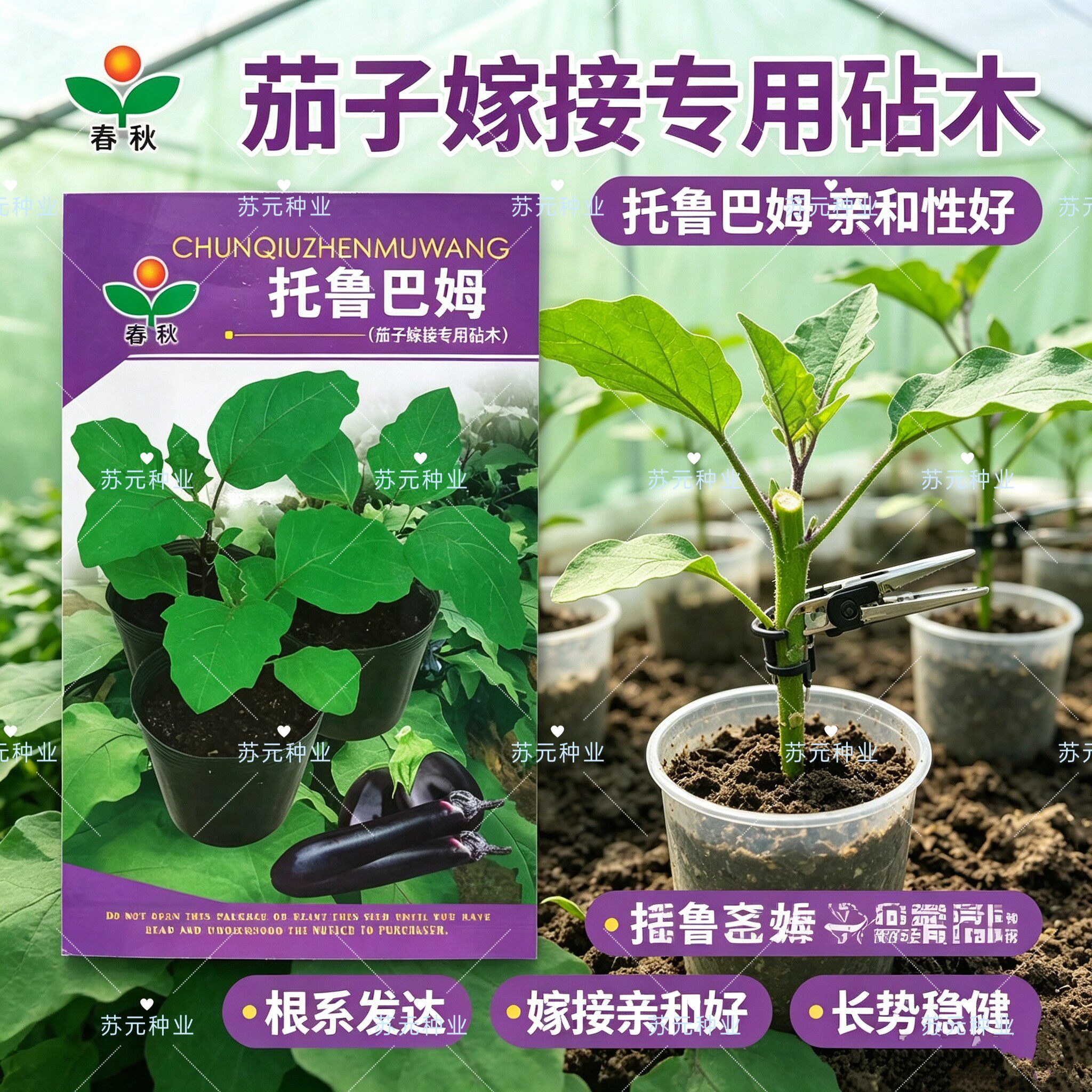 托鲁巴姆种子茄子嫁接专用砧木种子春夏秋冬季改良长茄圆茄专用籽