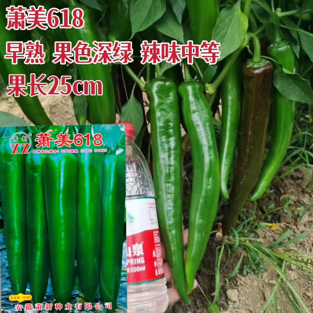 萧新萧美618辣椒种子高产果实深绿色辣味中等肉厚品质优辣椒种子