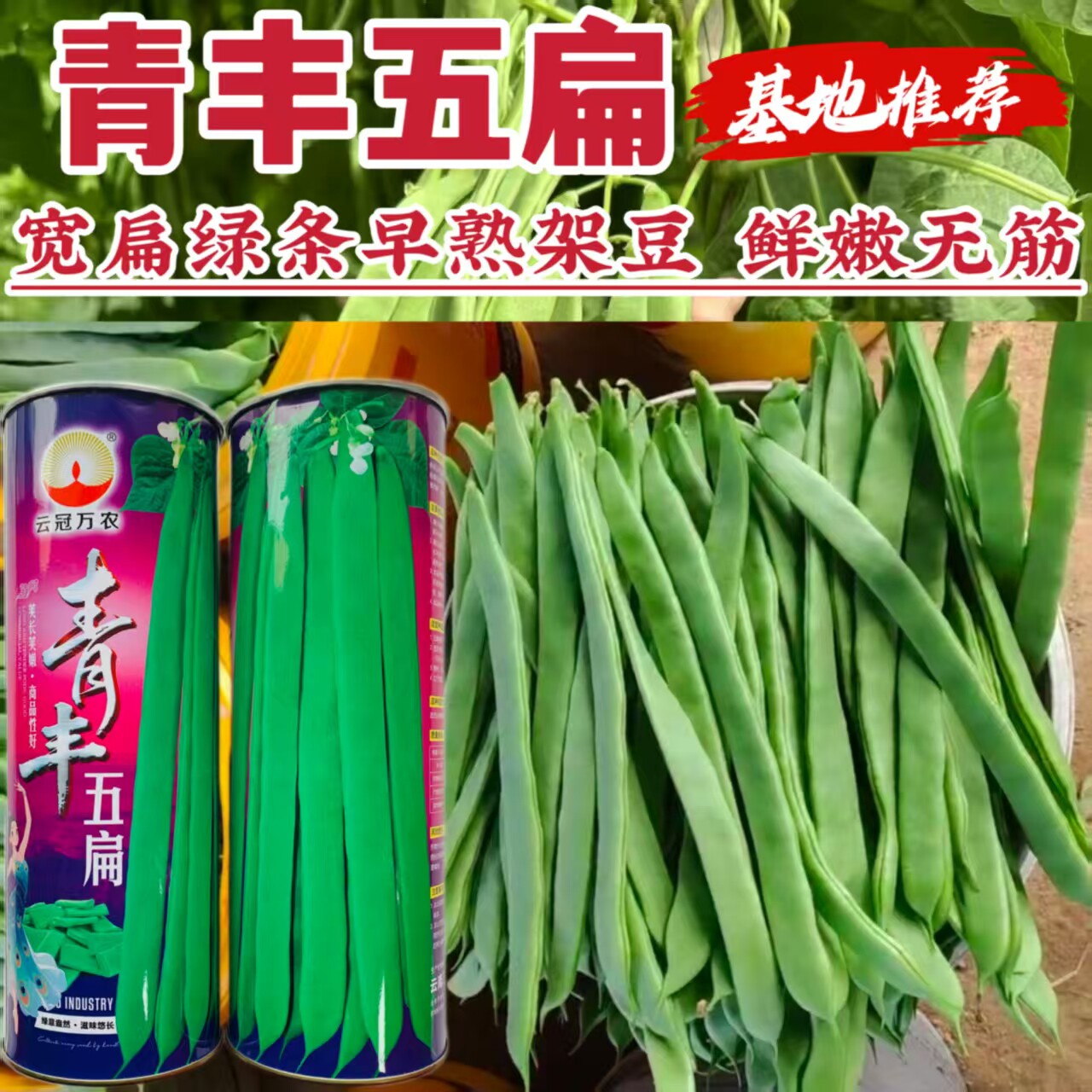 云冠青丰五扁绿扁条早熟架豆种子宽扁嫩荚肉厚鲜嫩无筋糯爽春秋播