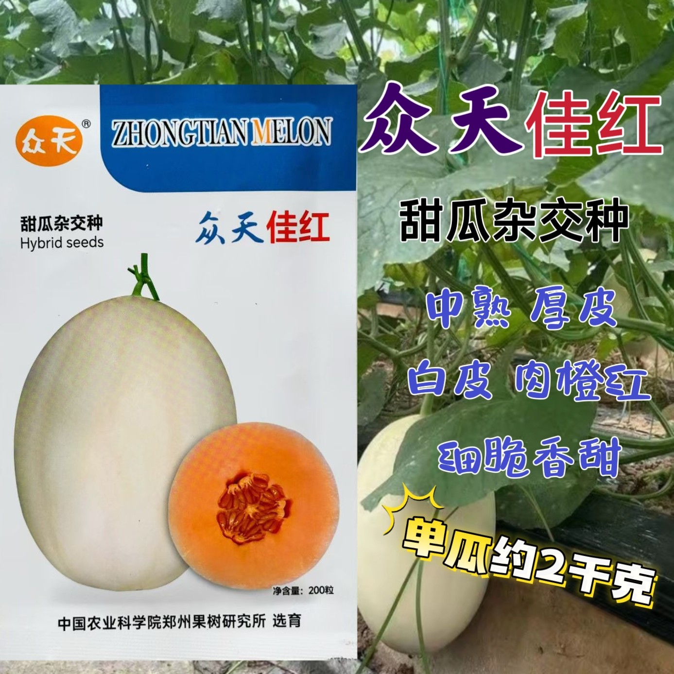 佳红甜瓜种子中熟厚皮甜瓜白皮椭圆形肉橙色细脆香甜大田基地