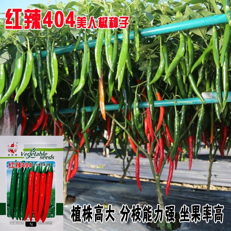 红辣404美人椒种子大果超辣小尖椒辣椒种籽中熟青红果抗病高产孑