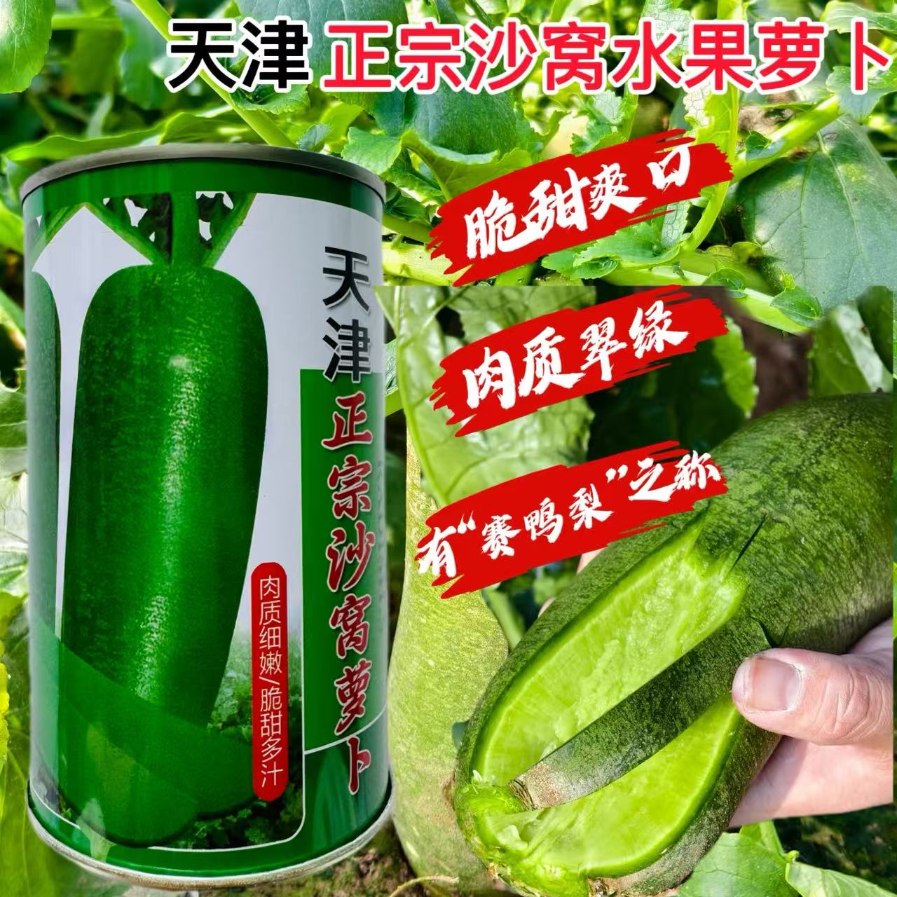 天津正宗沙窝萝卜种子50克里外青水果萝卜脆甜多汁耐储运秋播蔬菜