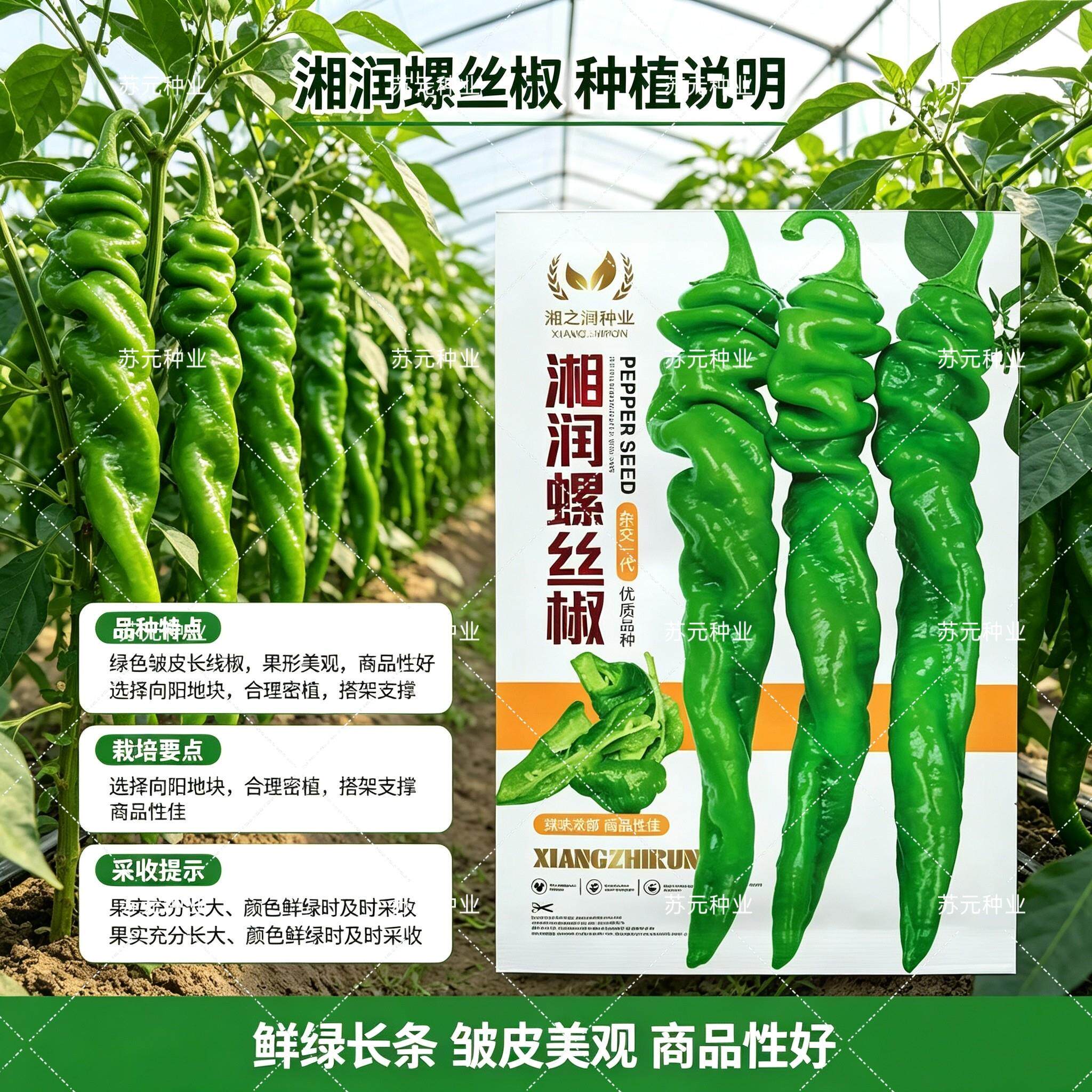 湘润螺丝椒杂交种子早熟薄皮长螺旋青椒抗病大田春秋辣椒蔬菜种籽
