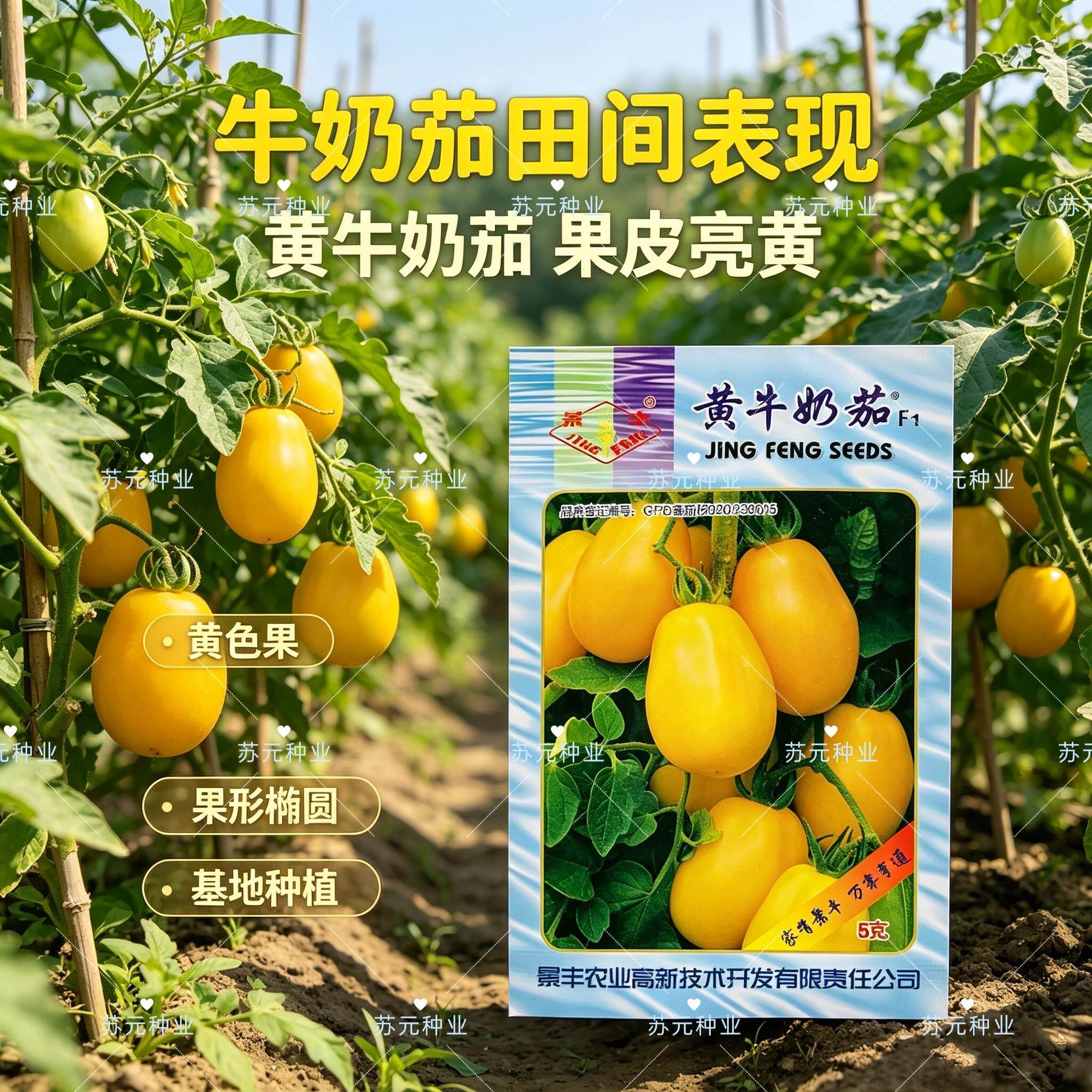 黄牛奶小番茄种子高产无限生长型黄小西红柿种黄圣女果四季蔬菜孑