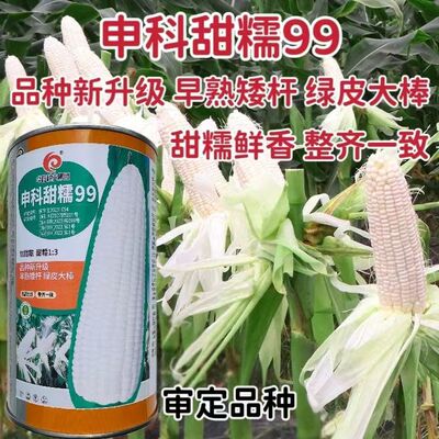 京彩甜糯彩甜糯玉米皮薄无渣大穗