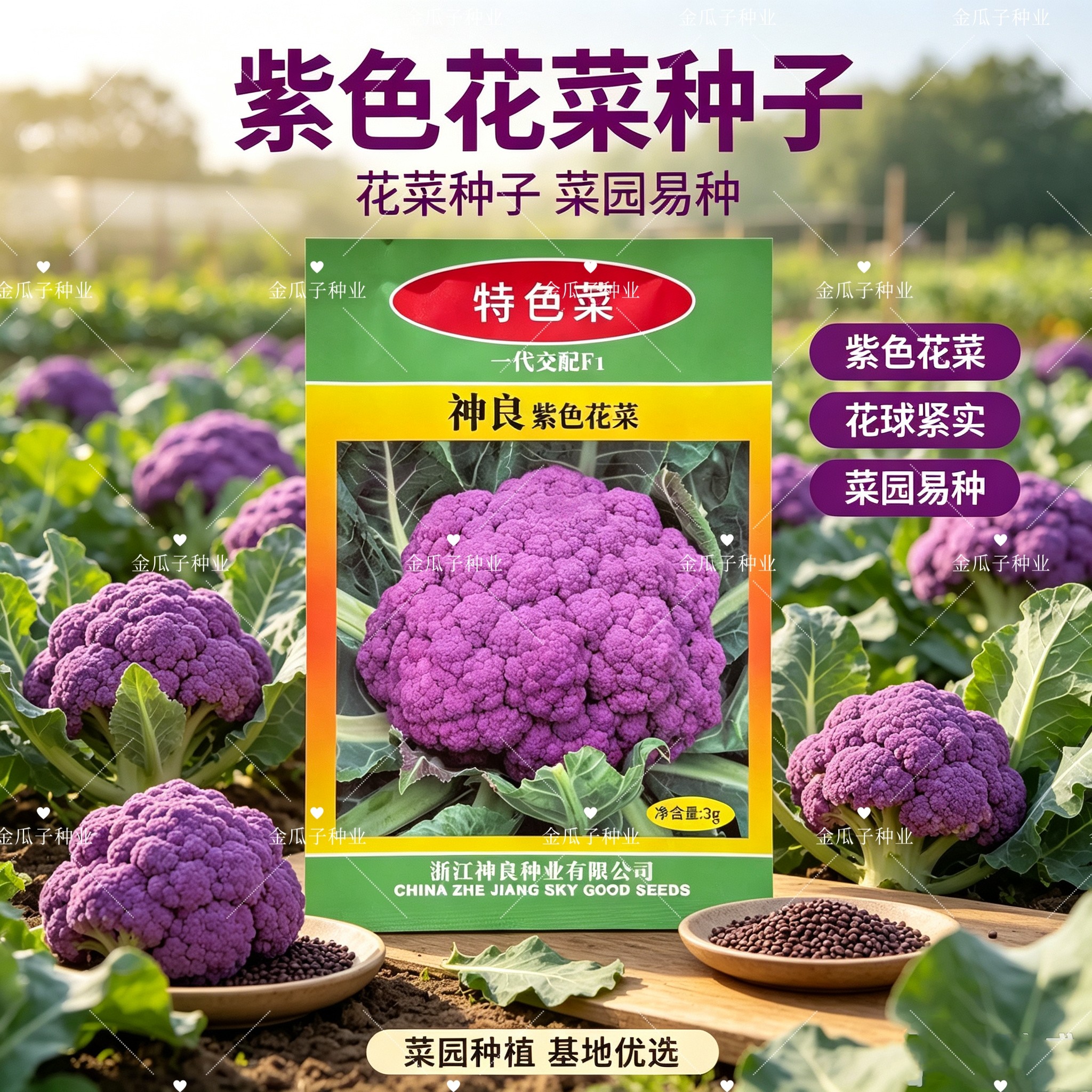 神良紫色花菜种子3g秋季中熟85天耐寒紫色花椰菜种籽紫色松花菜籽