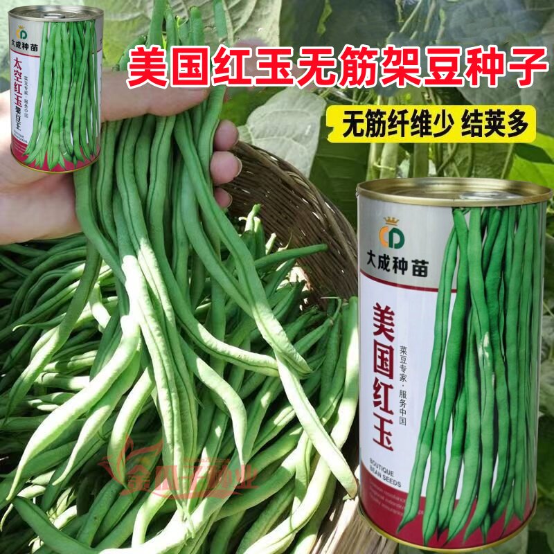 美国红玉架豆王种子长豆角芸豆种籽太空超长无筋豆四季豆高产抗病