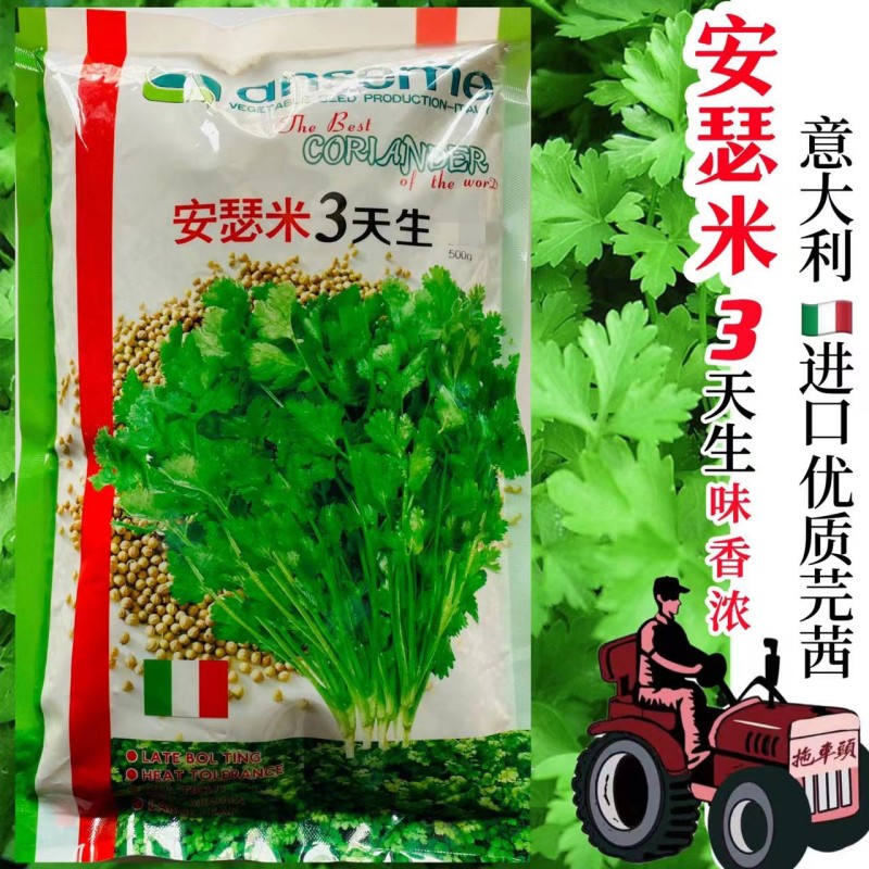 意大利进口优质芫茜安瑟米3天生香菜种子农家大田播速生香菜种籽