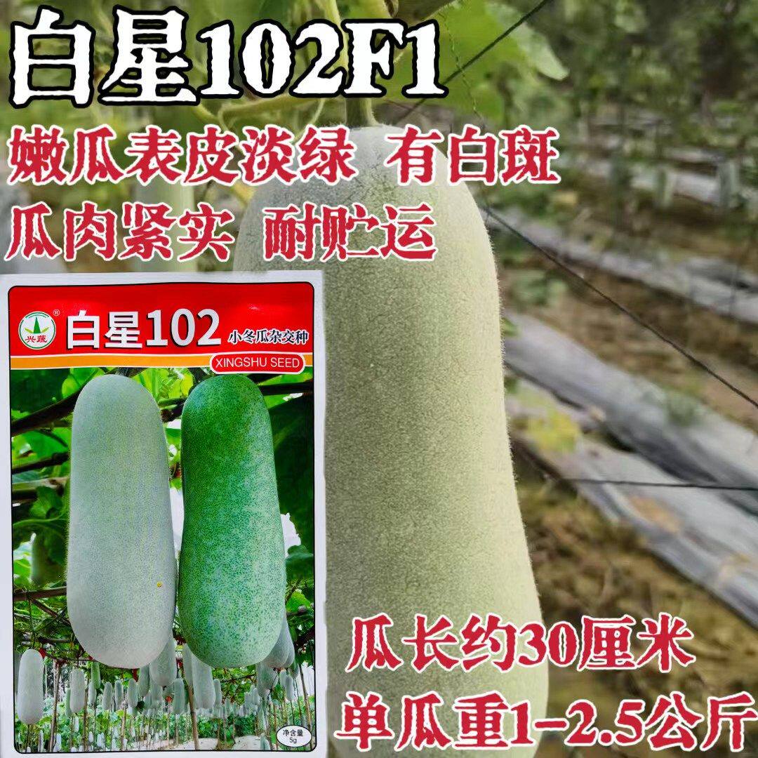 白星102杂交早熟小冬瓜种子果实小圆柱形嫩瓜表皮淡绿瓜肉紧实