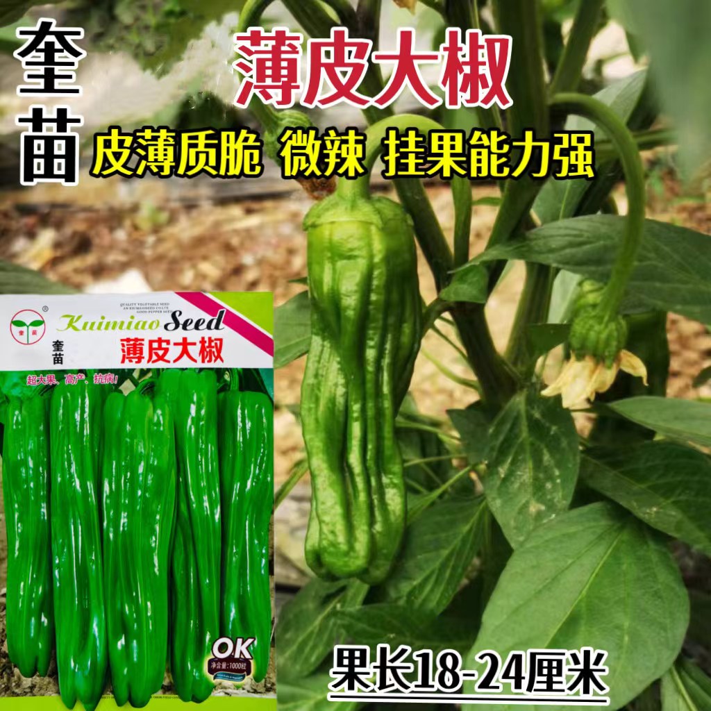 薄皮大椒种子早熟大果薄皮辣椒种籽微辣泡椒种籽抗病春秋高产