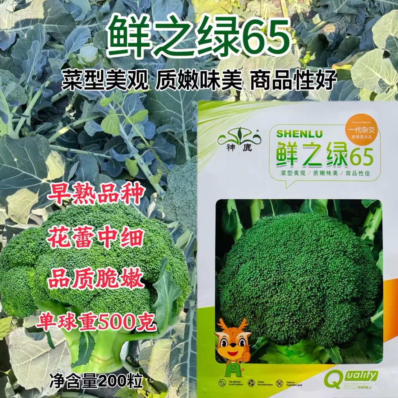 鲜之绿65杂交西蓝花种子春秋四季阳台盆栽绿花菜种孑高产西兰花孑
