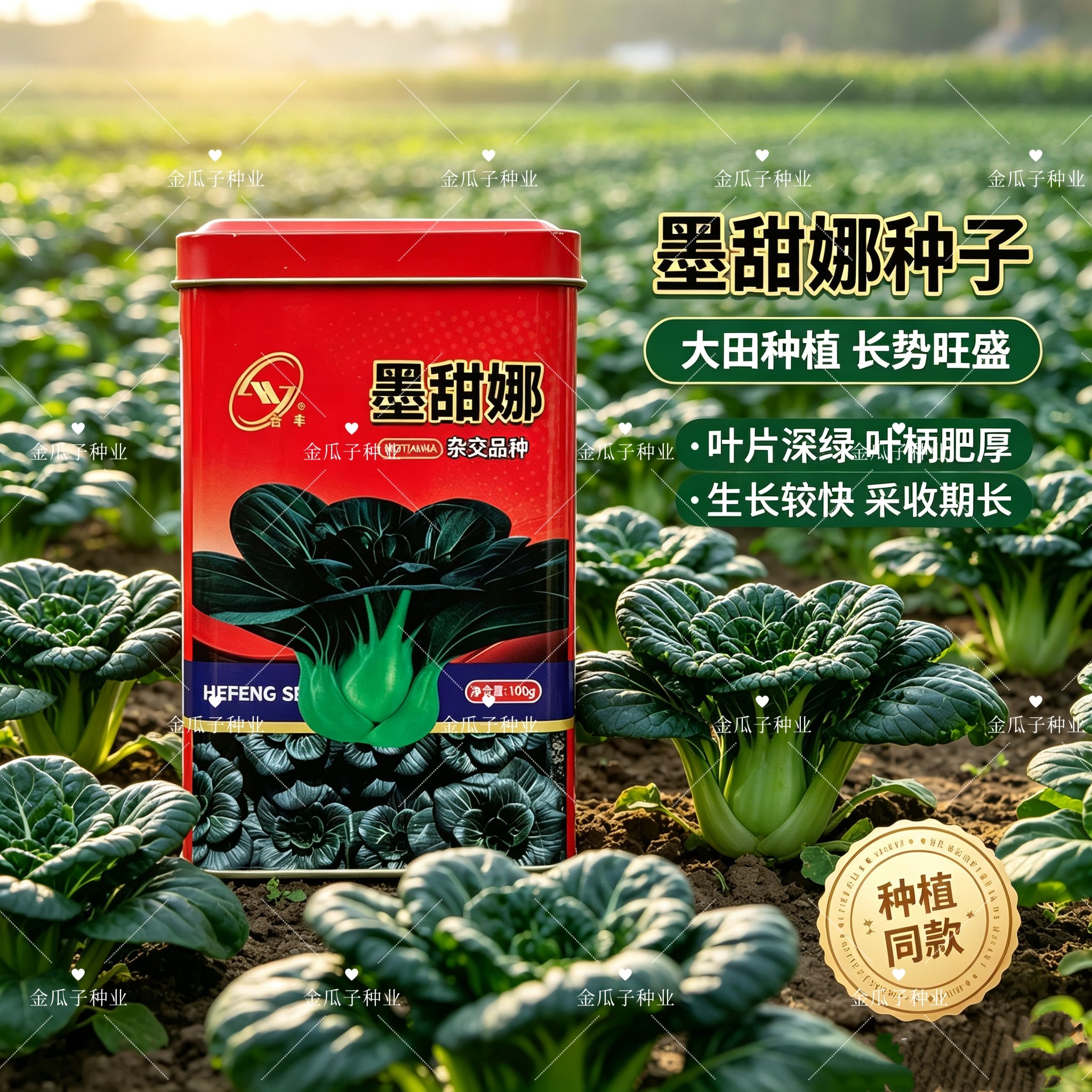 合丰墨甜娜杂交青菜种子墨绿肥厚口感甜糯抗逆秋冬上海青蔬菜种籽