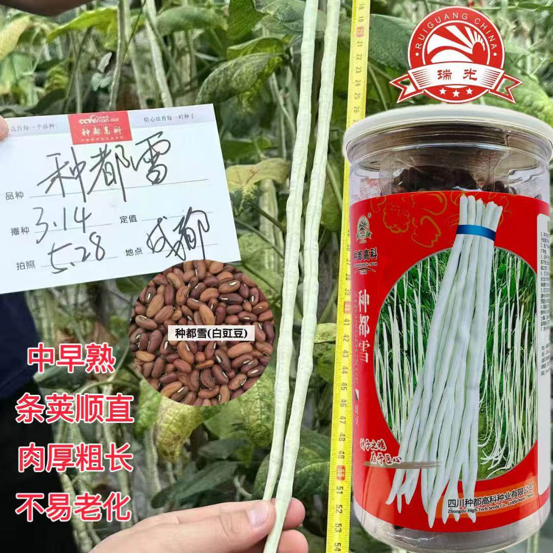 四川种都雪白豇豆种子早中熟肉厚荚长豆角种籽搭架春秋种植产量高