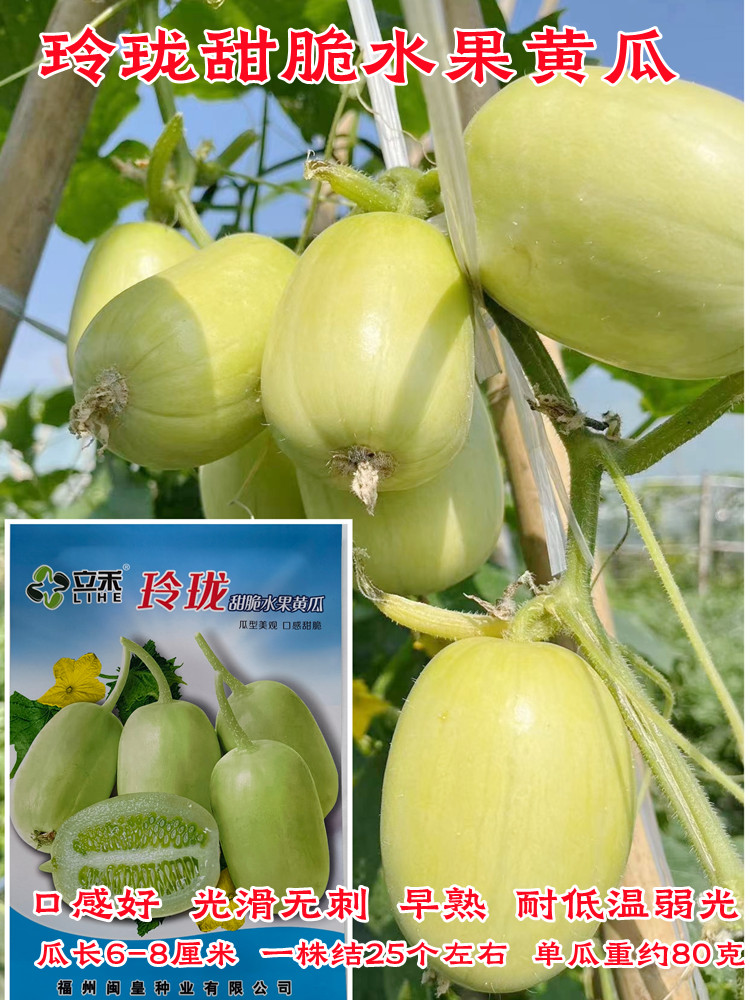 玲珑甜脆水果黄瓜抗病高产无刺