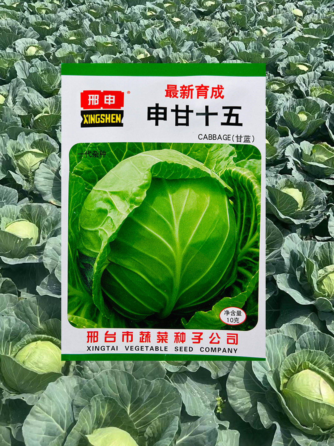 申甘十五甘蓝种子春秋播高产包心菜种籽冬性强早熟耐寒蔬菜种子孑
