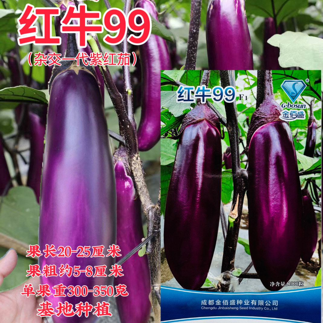 红牛99杂交早熟紫红茄子种子春秋季高产果粗肉细长茄种籽蔬菜种子