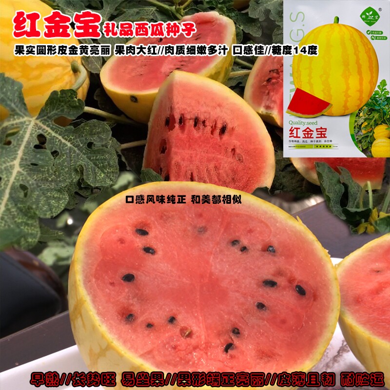 科望红金宝西瓜种子早熟圆球果皮金黄色果肉大红肉质细脆多汁皮薄