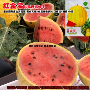 科望红金宝西瓜种子早熟圆球果皮金黄色果肉大红肉质细脆多汁皮薄