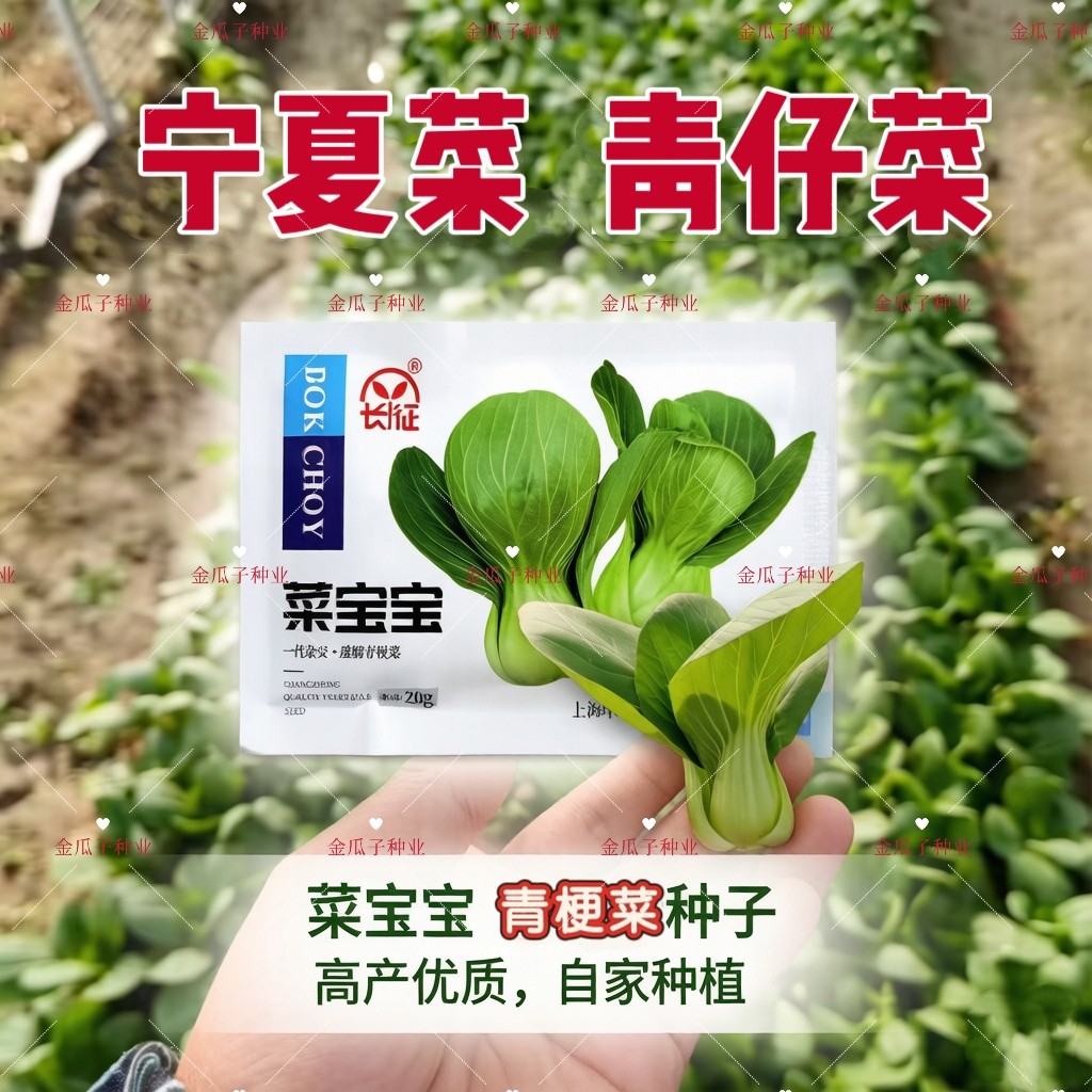 菜宝宝小青菜种子矮脚品种直立束腰耐热耐寒夏秋播种青仔菜宁夏菜