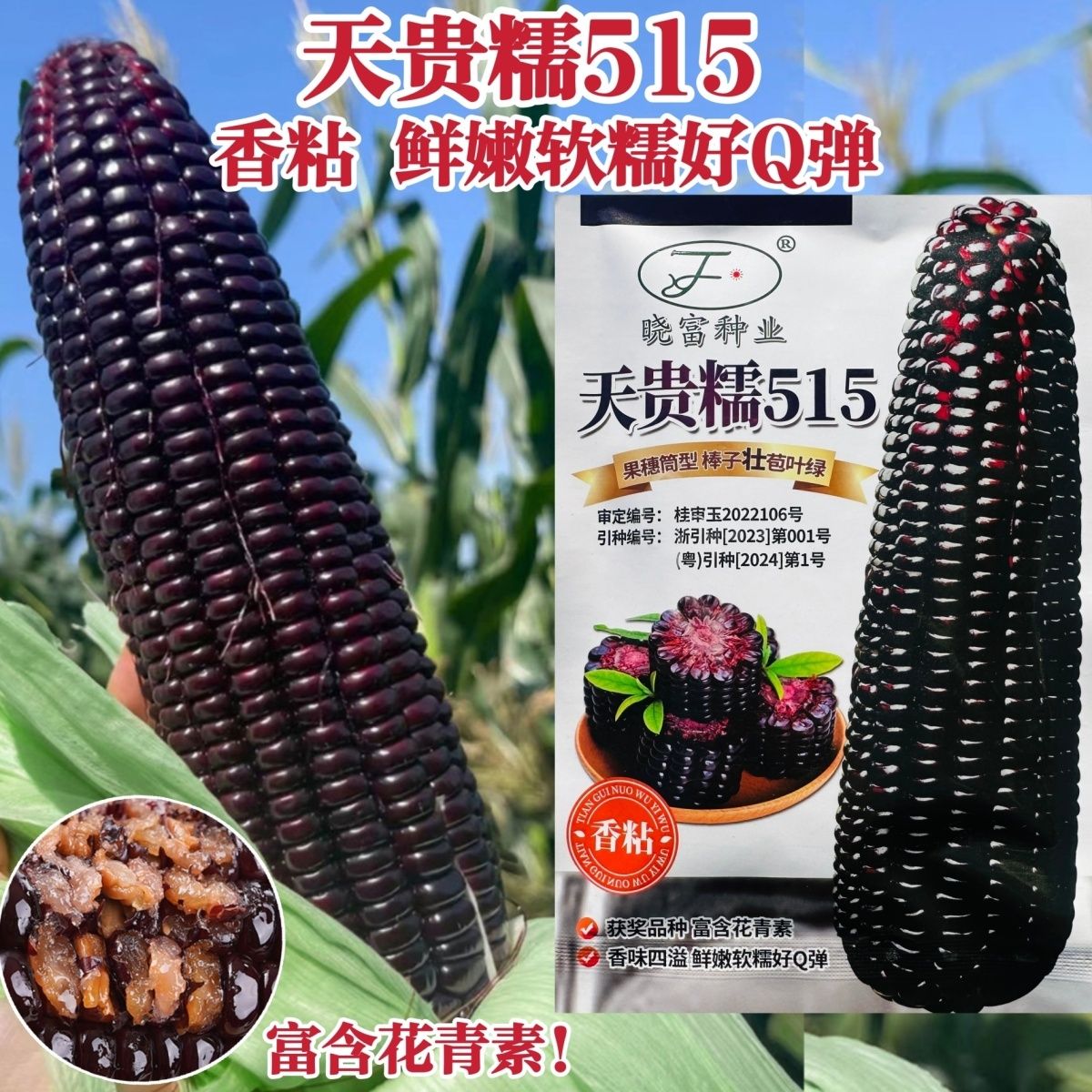 天贵糯515黑糯玉米种子软糯Q弹香粘黑玉米种籽花青素含量高春秋季