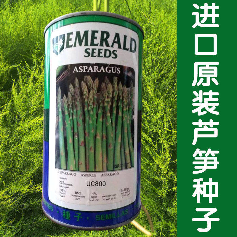 进口原装芦笋种子绿芦笋种籽世界名菜热菜四季播耐热耐寒蔬菜种孑