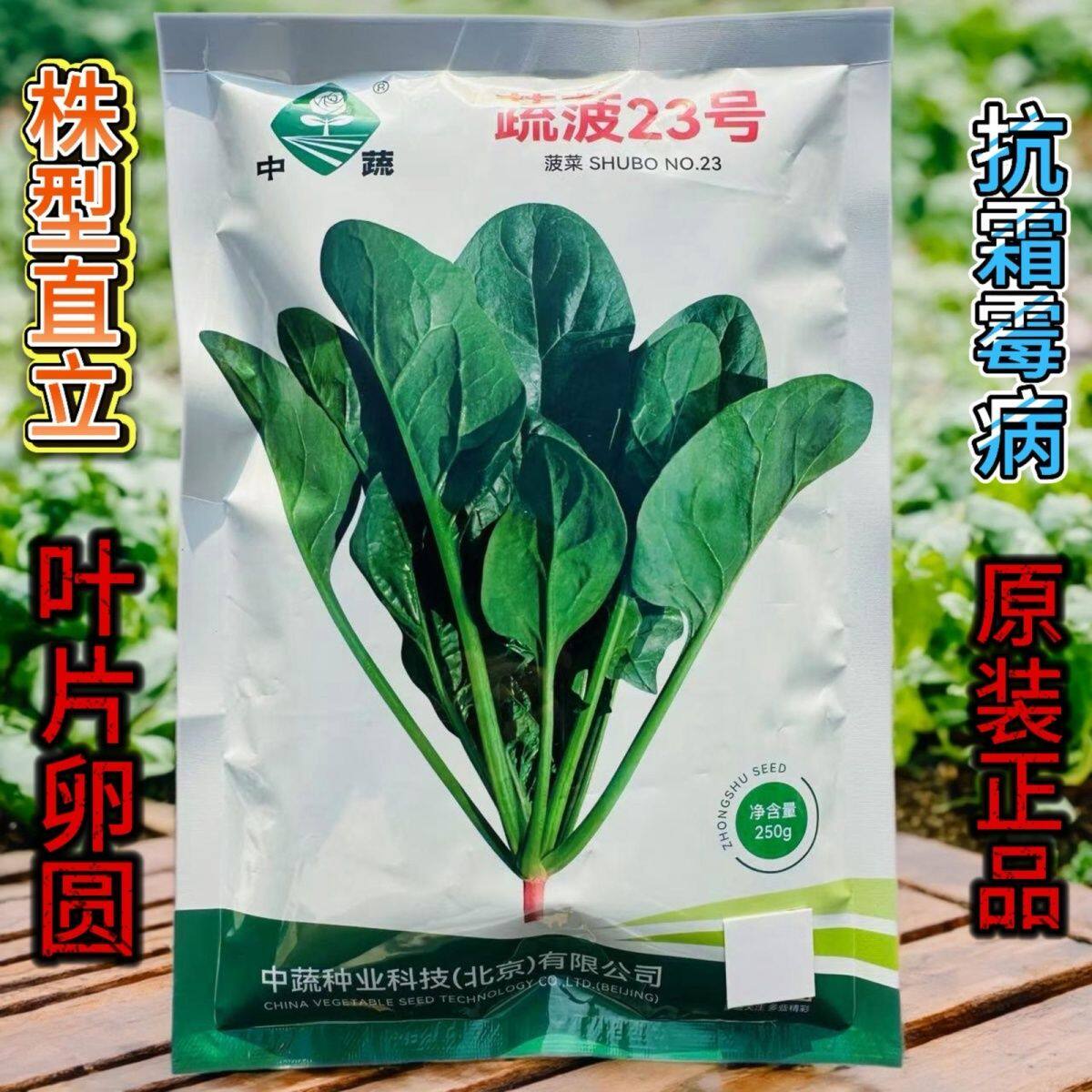 蔬菠23号菠菜种子农家菜园春秋播耐抽苔杂交菠菜种籽苏瑞蔬菜种子