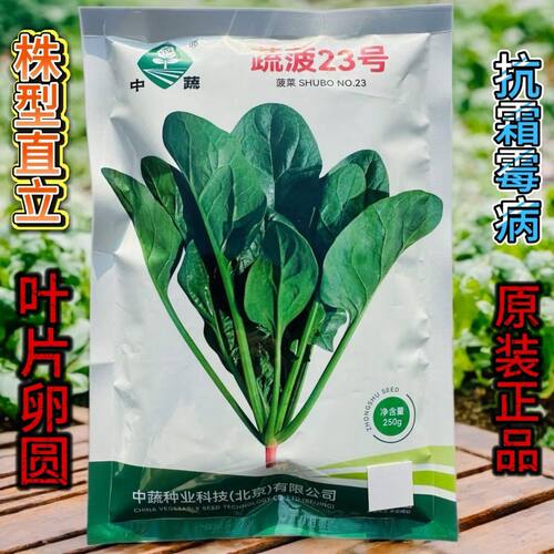 蔬菠23号菠菜种子农家菜园春秋播耐抽苔杂交菠菜种籽苏瑞蔬菜种子