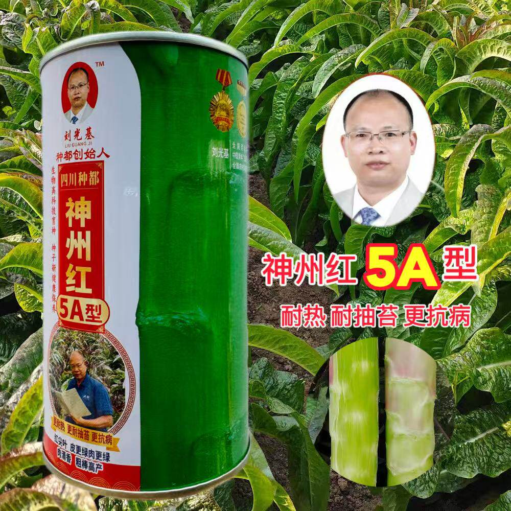 神州红5A型莴笋种子高产抗病耐热耐抽苔红皮绿肉嫩笋种籽春秋种植