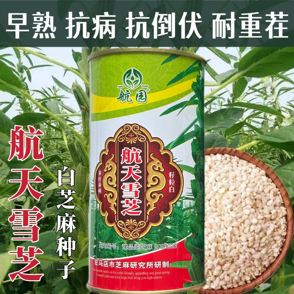 航天雪芝白芝麻种子抗重茬高油高产芝麻种籽矮杆蒴果八棱出油率高