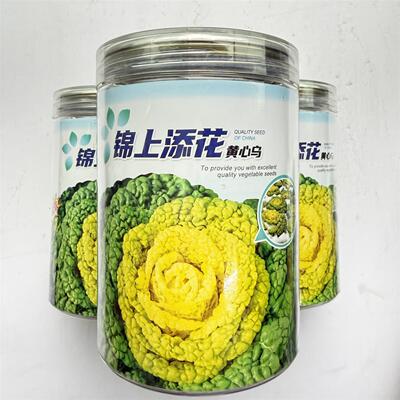 锦上添花黄心乌塌菜黄心早耐寒白梗卷心黄心乌塌菜种子蔬菜基地种