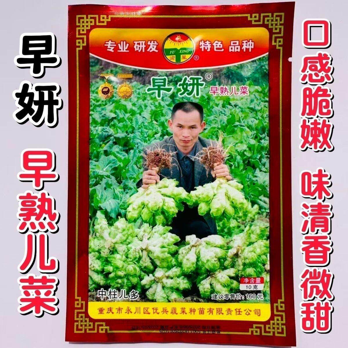 早妍儿菜种子早熟儿菜菜种子秋季抱子芥超生菜种籽种口感脆嫩