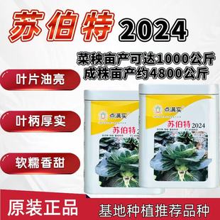苏伯特2024杂交苏州青种子耐热耐寒叶片肥大黑叶油亮矮脚青菜种籽