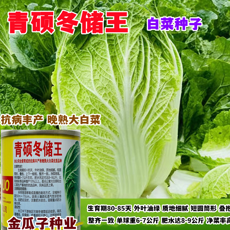晚熟大白菜籽黄心高产品质优抗病