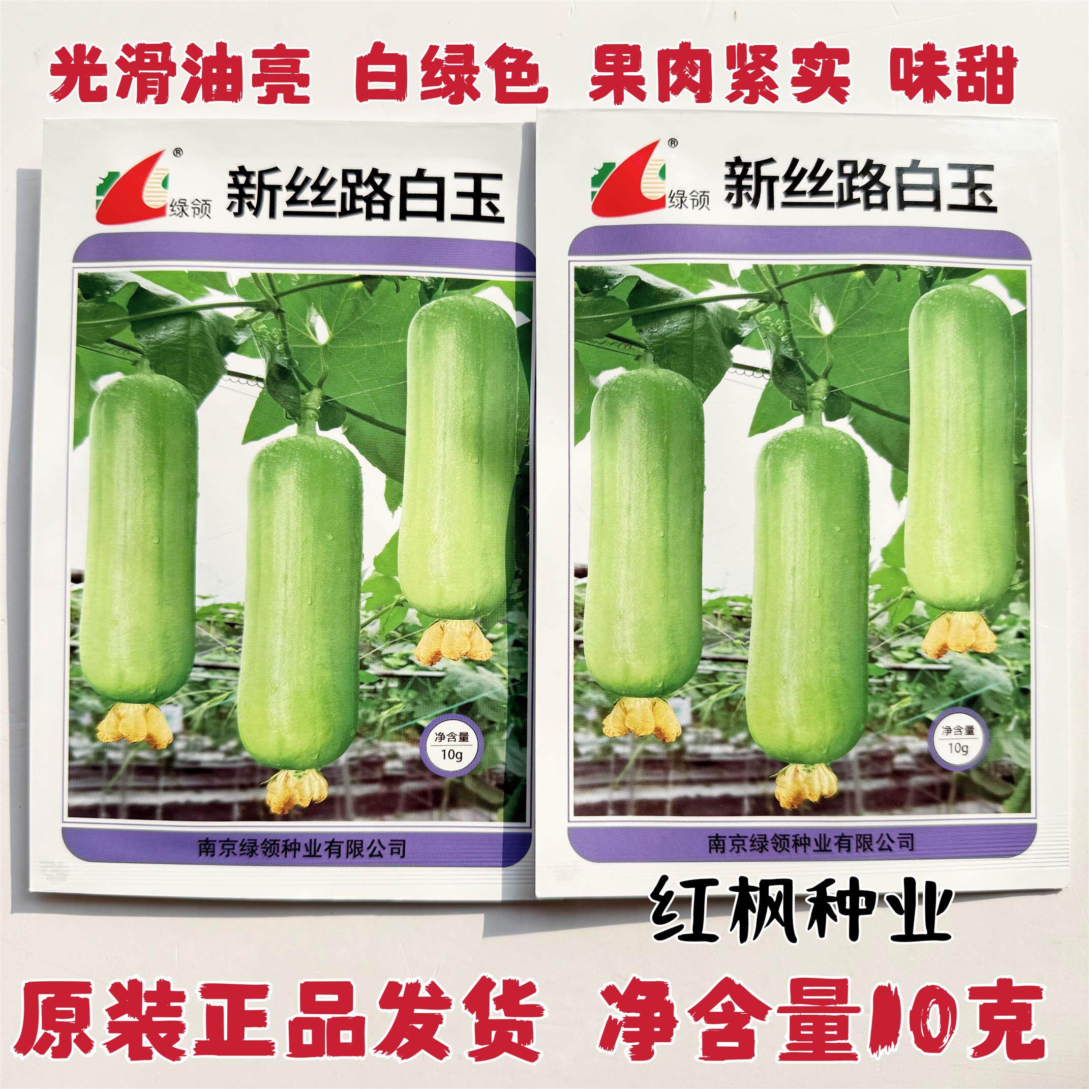 绿领新丝路白玉丝瓜种子中熟短圆筒形白绿色丝瓜种籽果肉紧实味甜