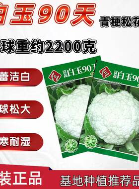 白玉90天松花菜种子青梗松花菜种子高产花菜种籽菜花苗子蔬菜种籽