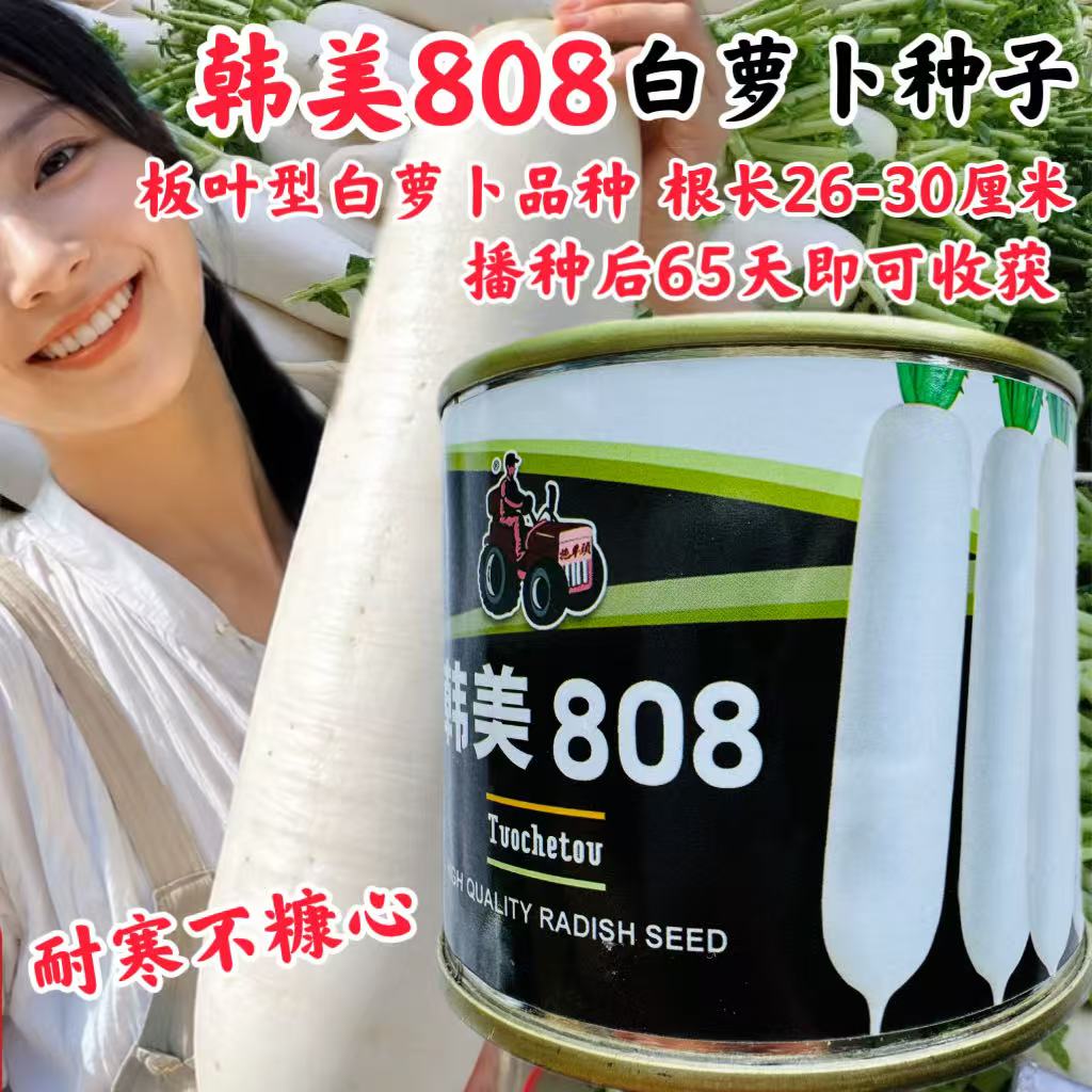 韩美808白萝卜种子耐抽苔白萝卜高产抗病耐抽苔春季播白萝卜种籽