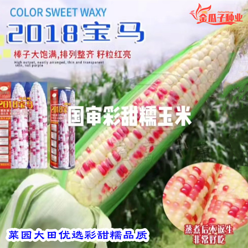 2018宝马彩甜糯玉米皮薄大棒高产