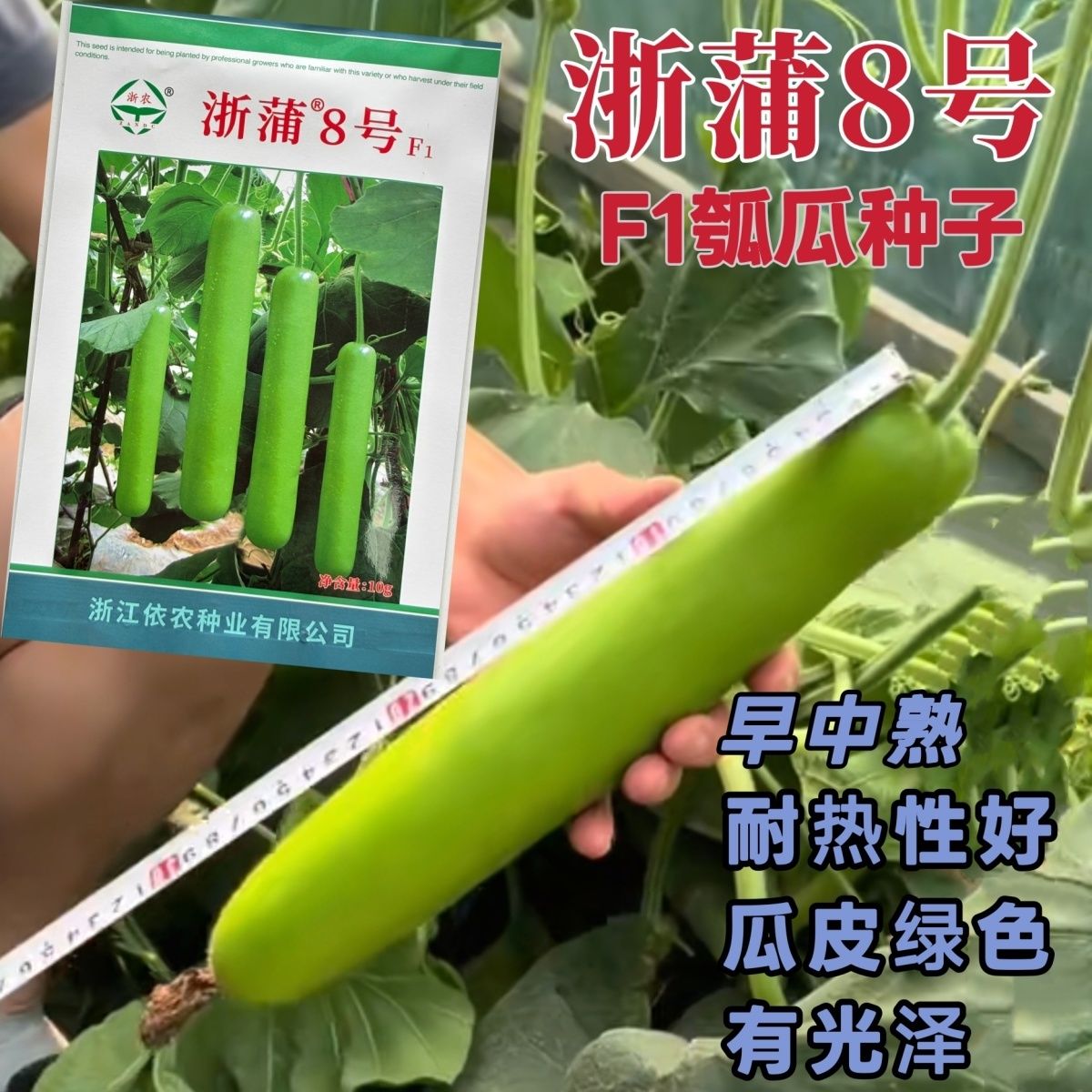 浙蒲8号早中熟蒲瓜种子长瓜种子瓠瓜种子耐热高产品质佳基地瓢瓜