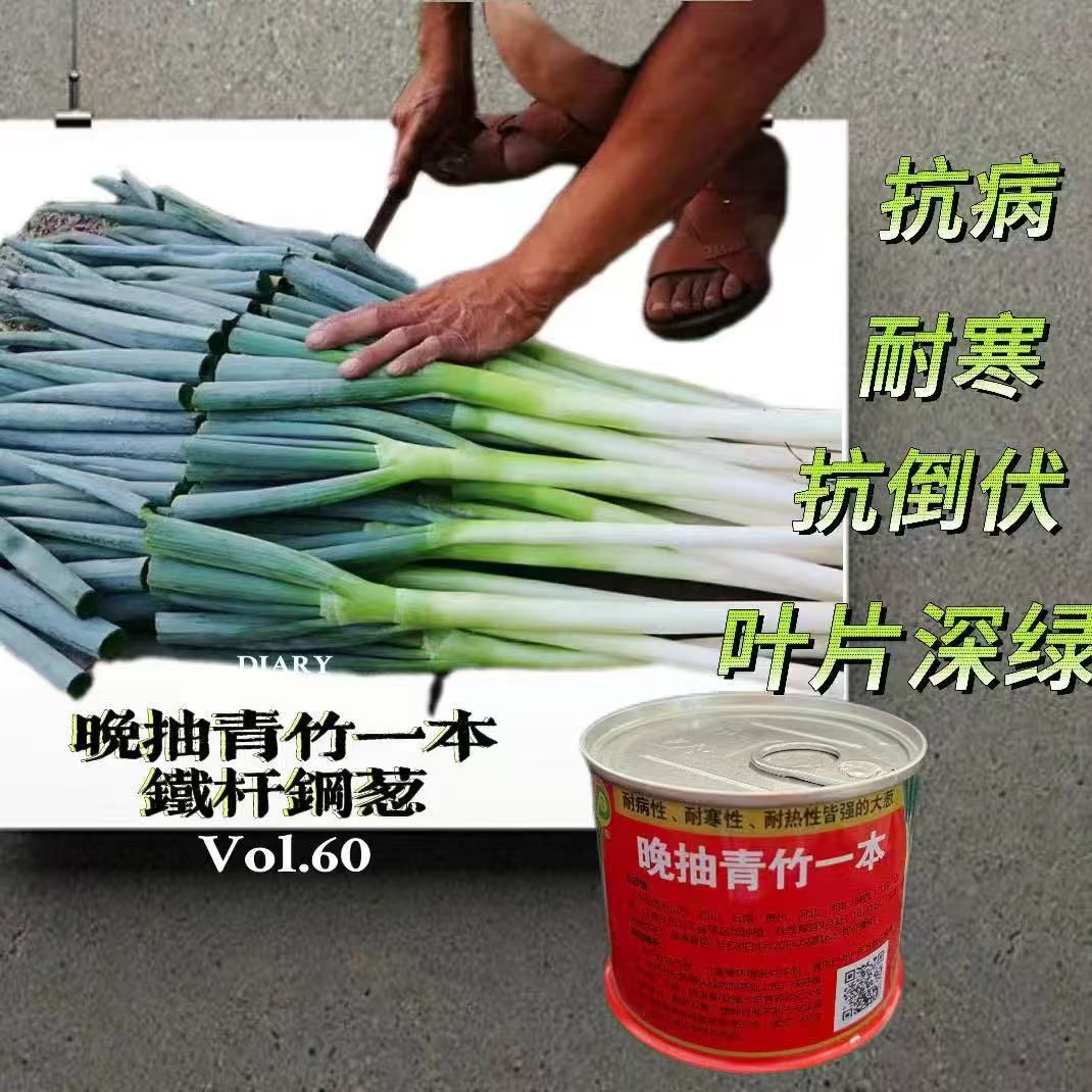 晚抽青竹一本大葱种子抗倒伏叶片厚叶片深绿耐寒耐热品质佳大葱孑