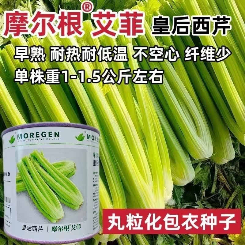 艾菲丸粒化包衣种子皇后西芹籽早熟耐热耐低温不空心纤维少