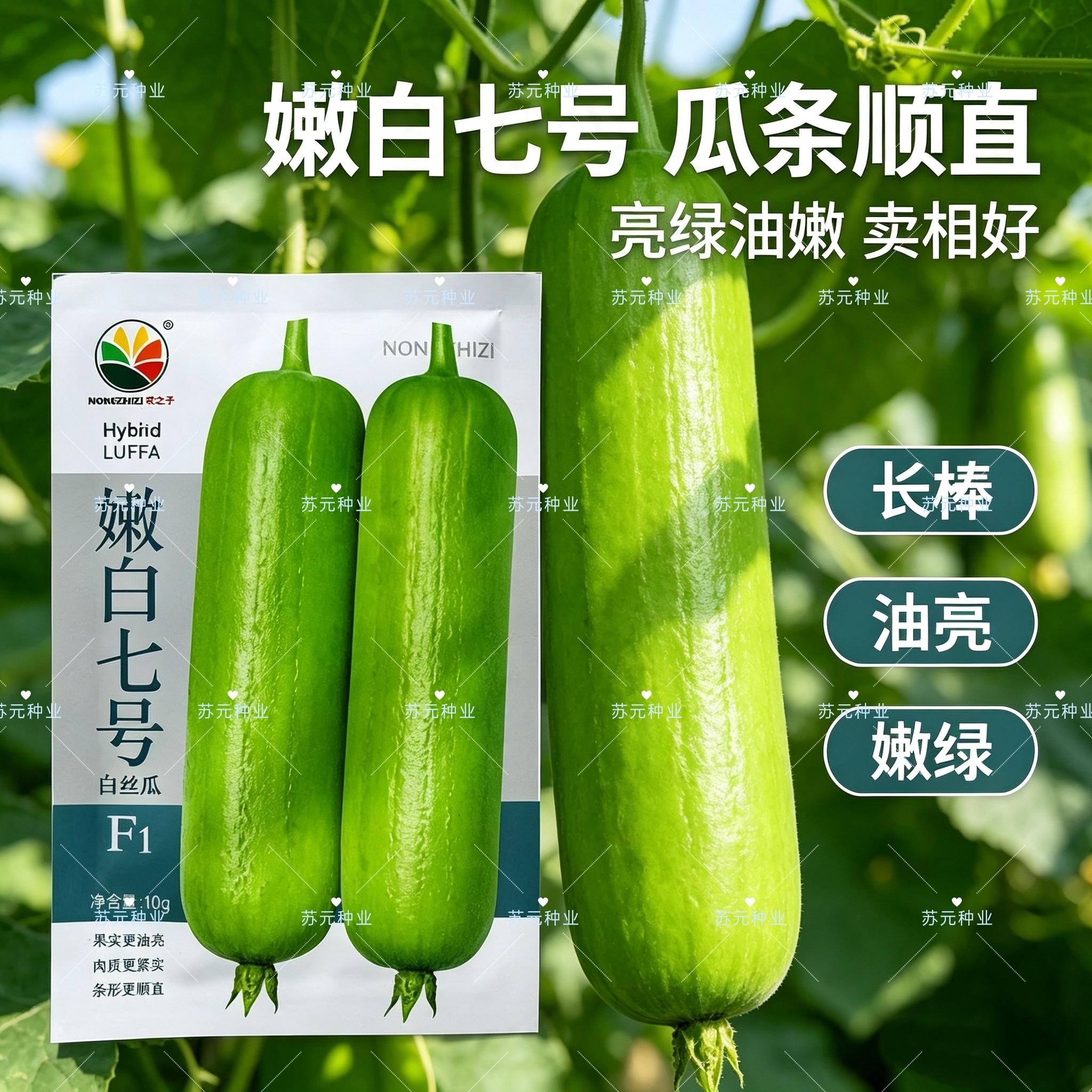 嫩白七号白丝瓜种子早中熟分枝多成熟瓜油亮米白色肉质紧实细腻