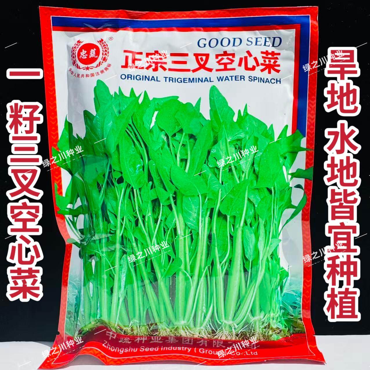 正宗三叉空心菜种子一籽三叉高产春夏秋三季可播蔬菜种子蕹菜种籽