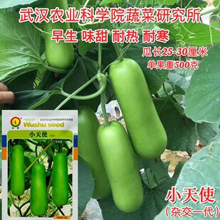 小天使短棒瓠子种子瓠瓜种孑青皮甜瓠瓠瓜种籽短瓠子种子春季早熟