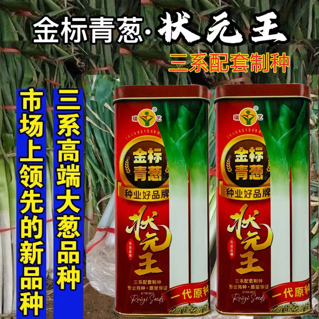 金标青葱状元王大葱种子一代原种抗寒抗倒伏高产大葱种籽葱白粗壮