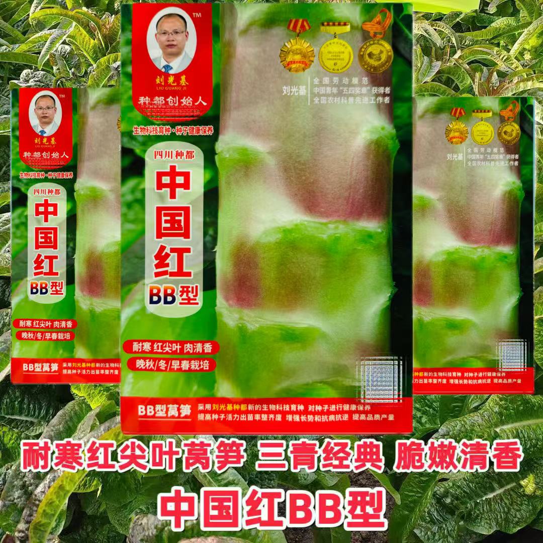四川种都中国红BB型耐寒红尖叶莴笋种子原装粗棒型 脆嫩清香正品