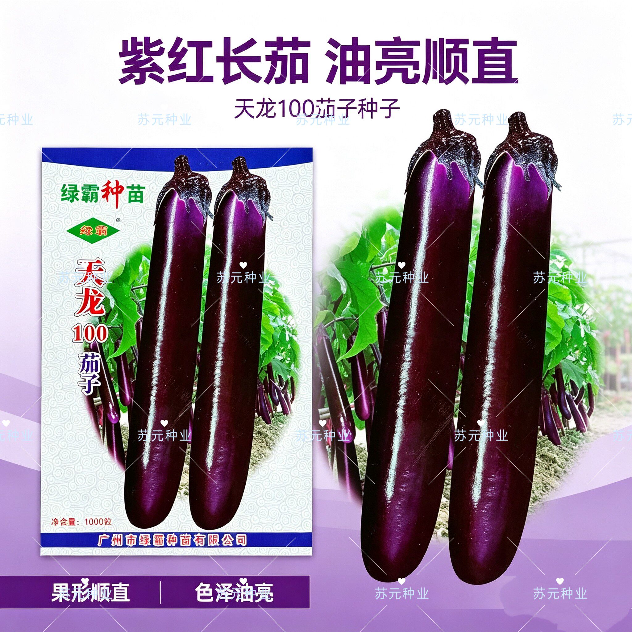 绿霸天龙100紫红长茄种子中晚熟茄子种籽春秋播种深紫红色长棒形