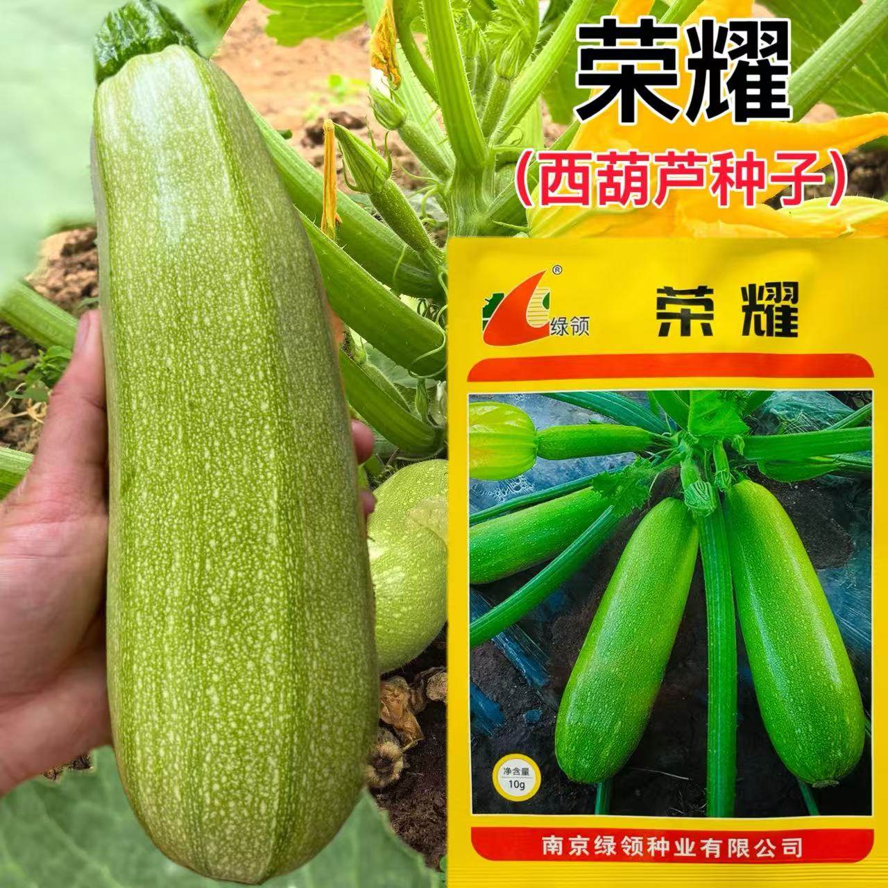 绿领种业荣耀西葫芦种子翠绿色小占瓜农家庭院播种高产抗病春秋播