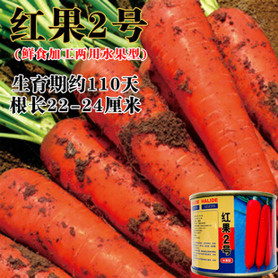 红果2号胡萝卜种子水果型黑田七寸参胡萝卜籽皮肉桔红色抗病丰产